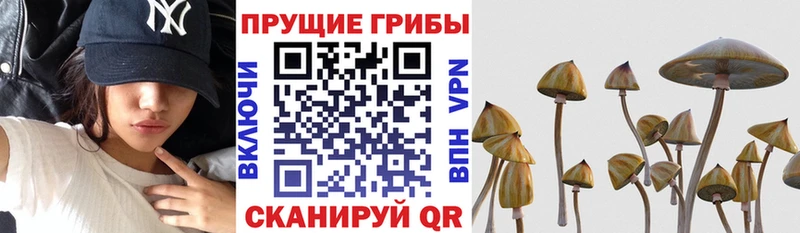 Псилоцибиновые грибы Psilocybine cubensis  купить   Грайворон 
